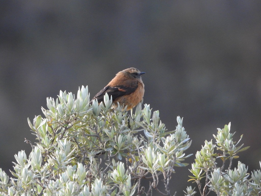 Brown-backed Chat-Tyrant - ML616910743