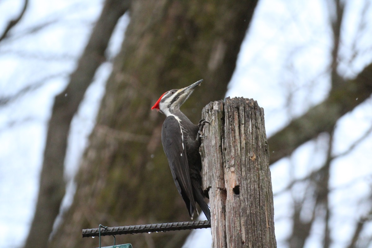 Pileated Woodpecker - ML616910750