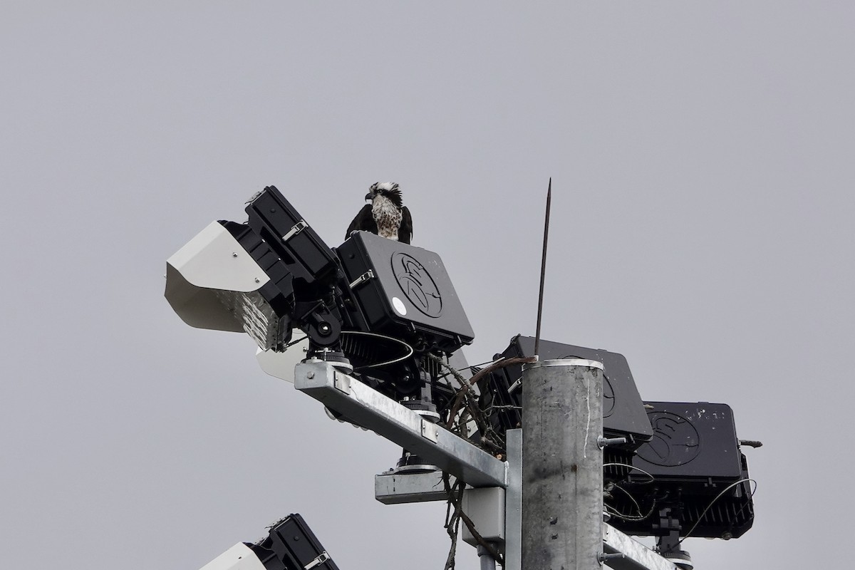 Osprey (carolinensis) - ML616910761