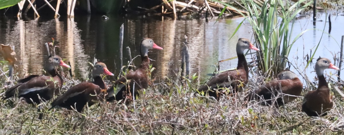 Black-bellied Whistling-Duck - ML616910812