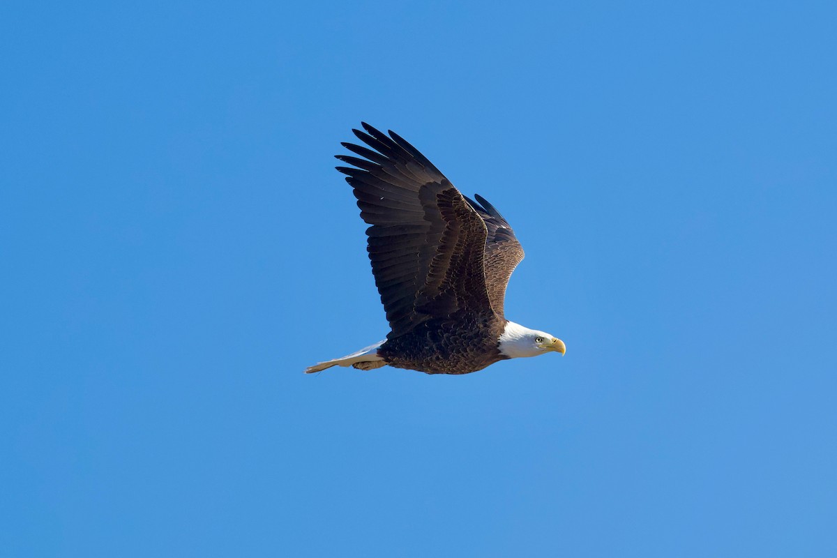 Bald Eagle - ML616910899