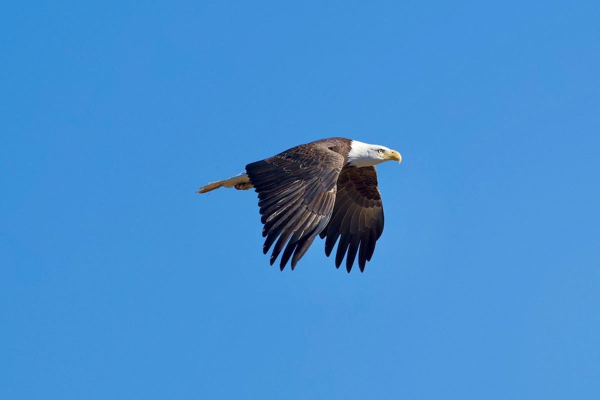 Bald Eagle - ML616910900