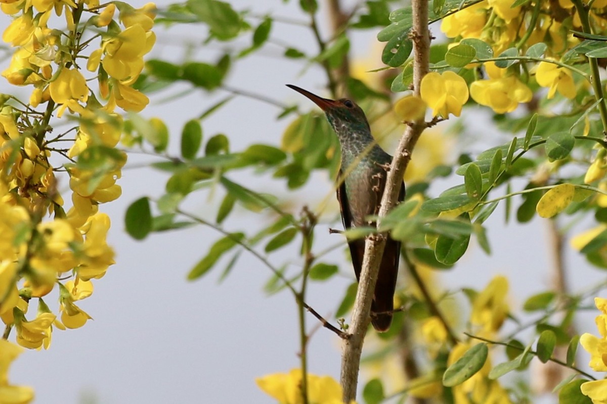 kolibřík skvrnitoprsý - ML616910915