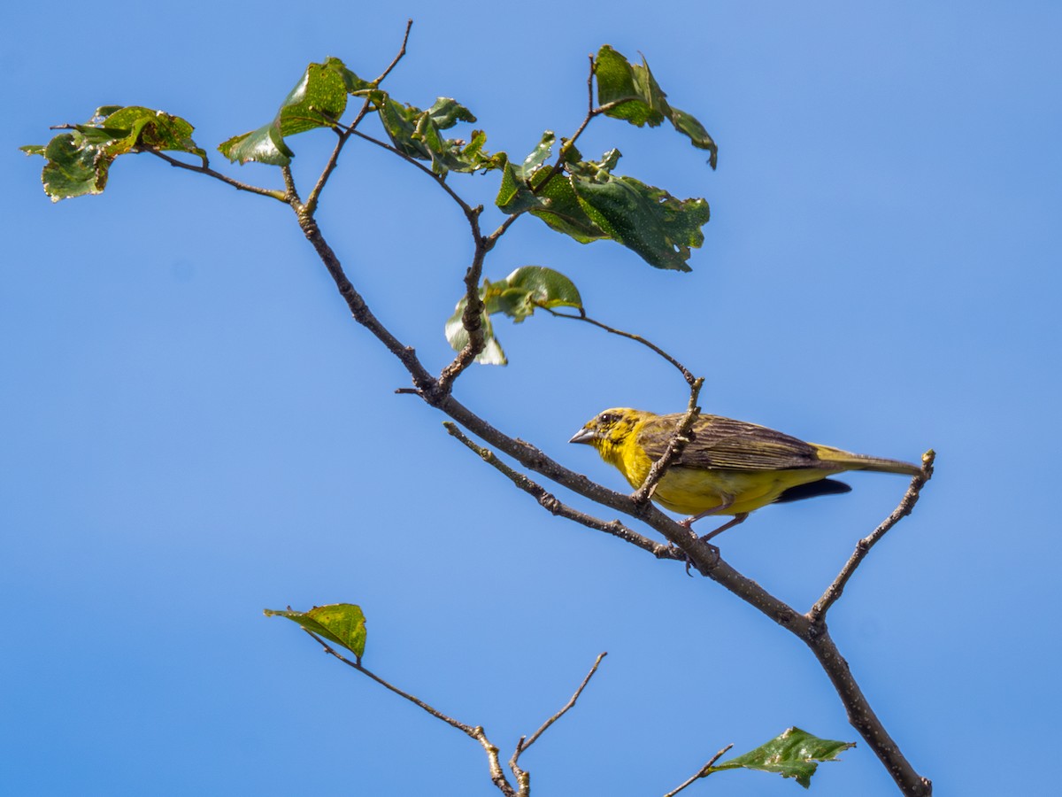 Stripe-tailed Yellow-Finch - Vitor Rolf Laubé