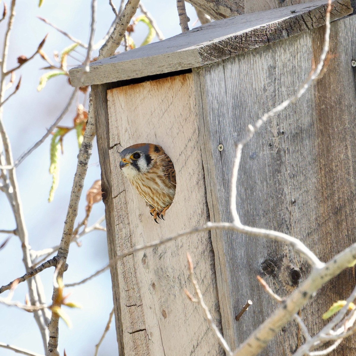 American Kestrel - Bill Schneider