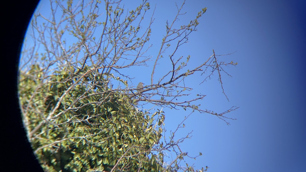 Northern Mockingbird - ML616911000