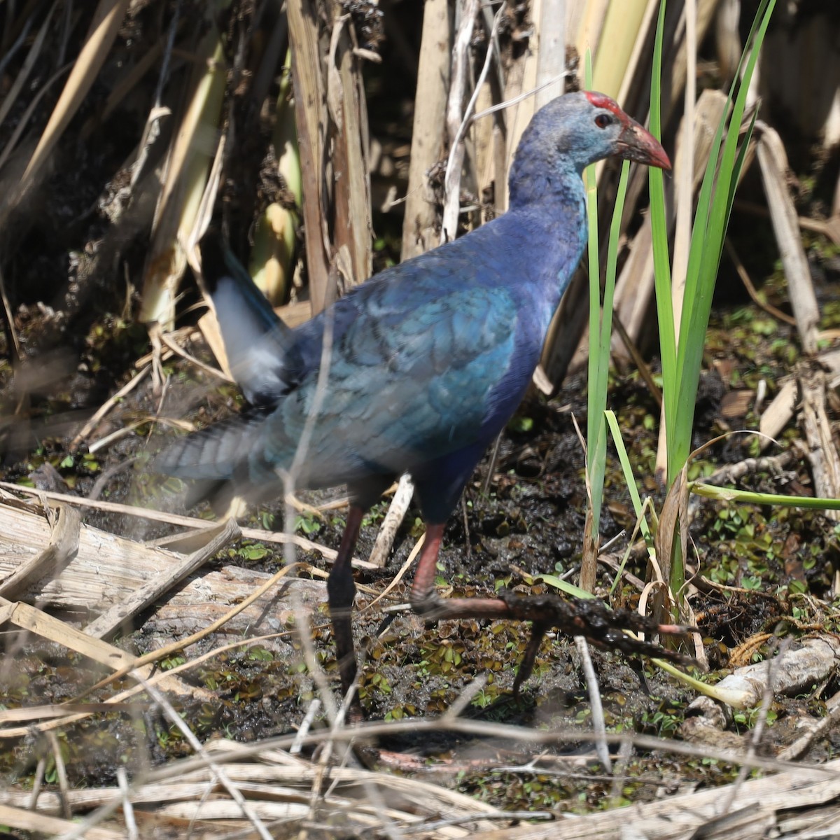 Gray-headed Swamphen - ML616911002