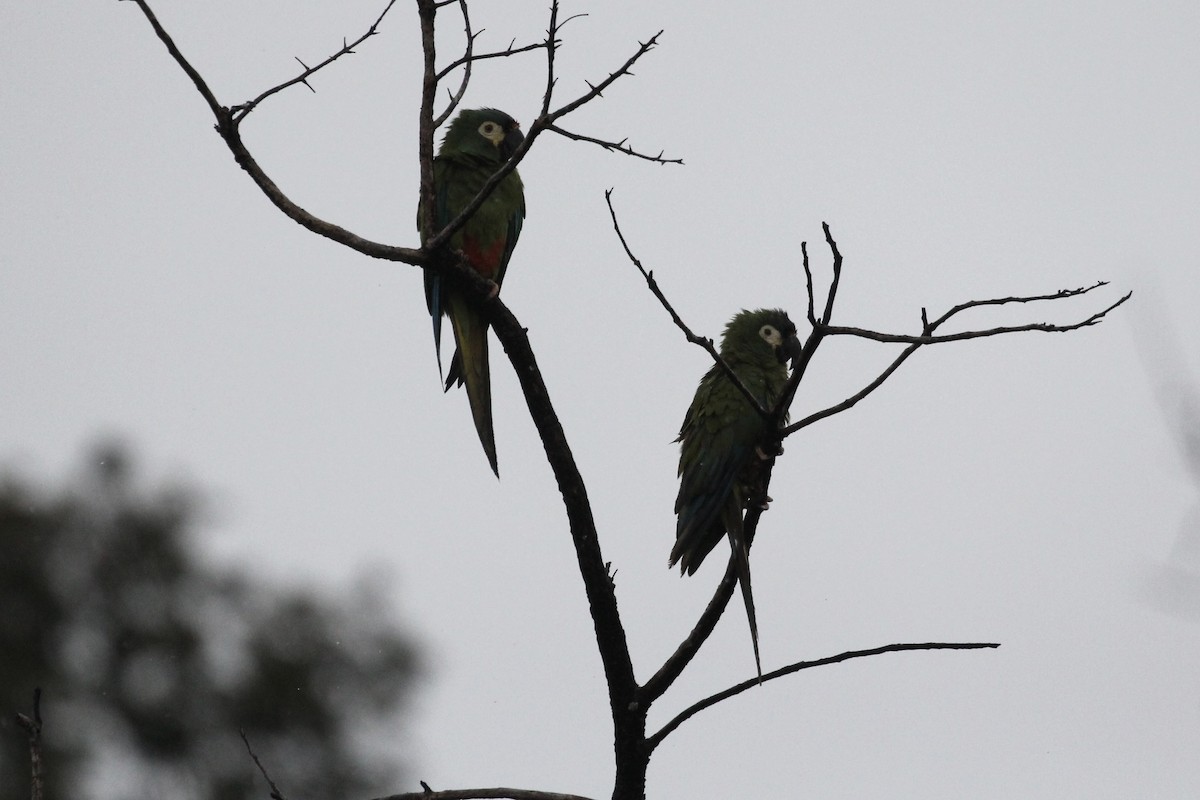 Blue-winged Macaw - ML616911016