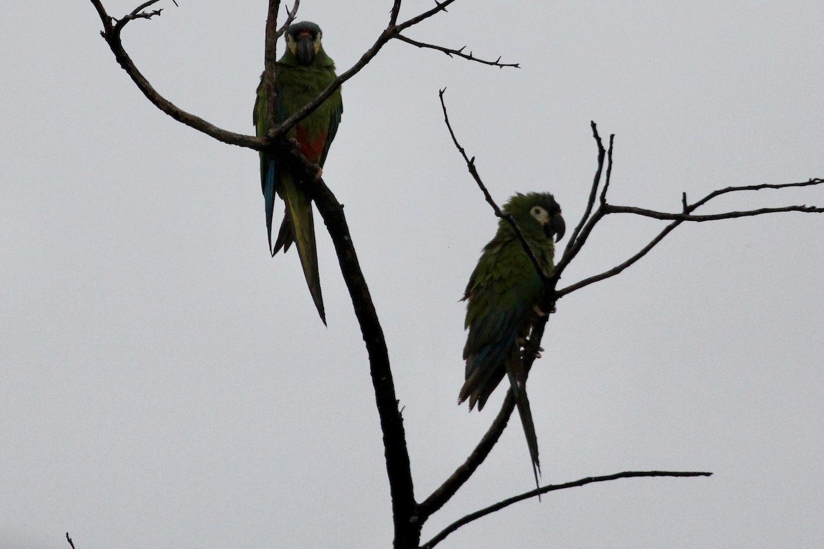 Guacamayo Maracaná - ML616911020