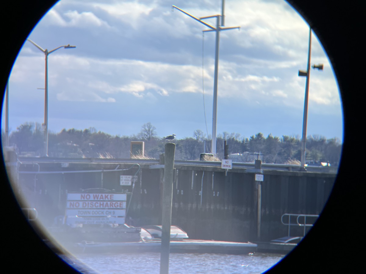 Ring-billed Gull - ML616911052