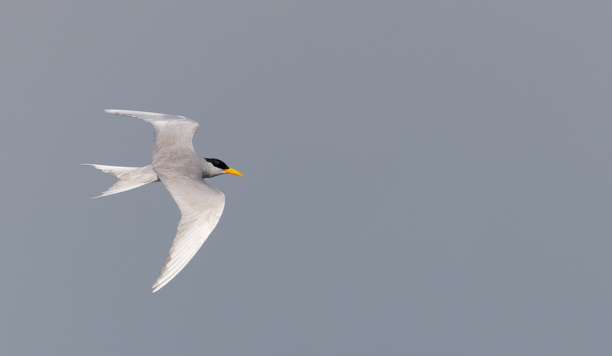 River Tern - ML616911053