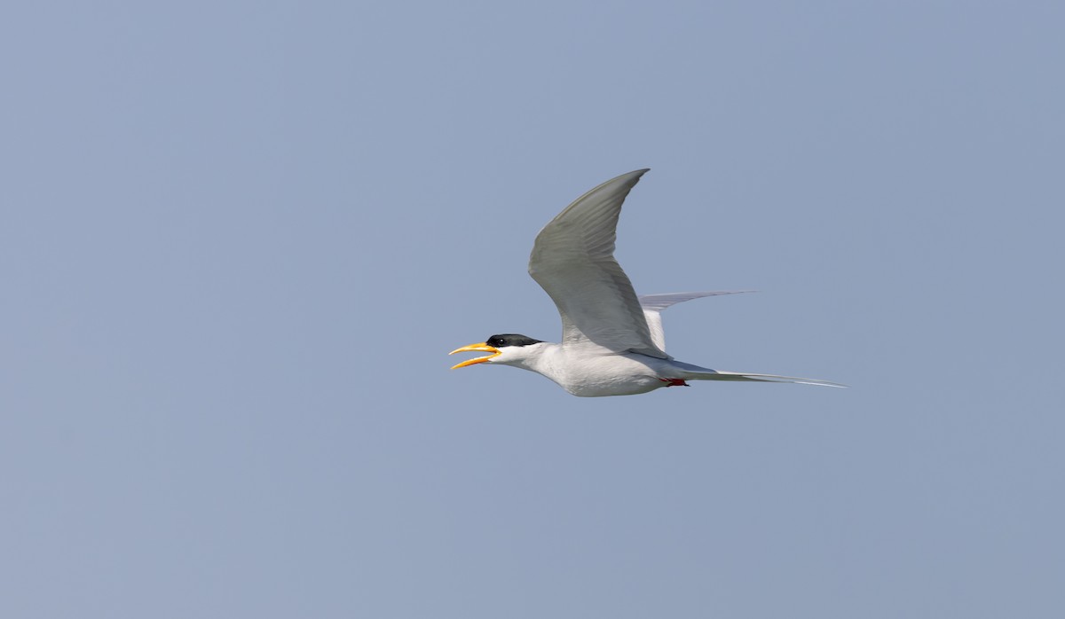 River Tern - ML616911055