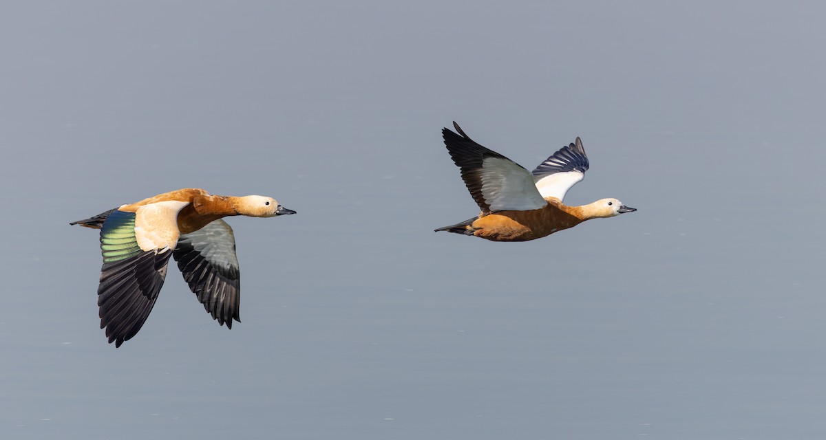 Ruddy Shelduck - ML616911087