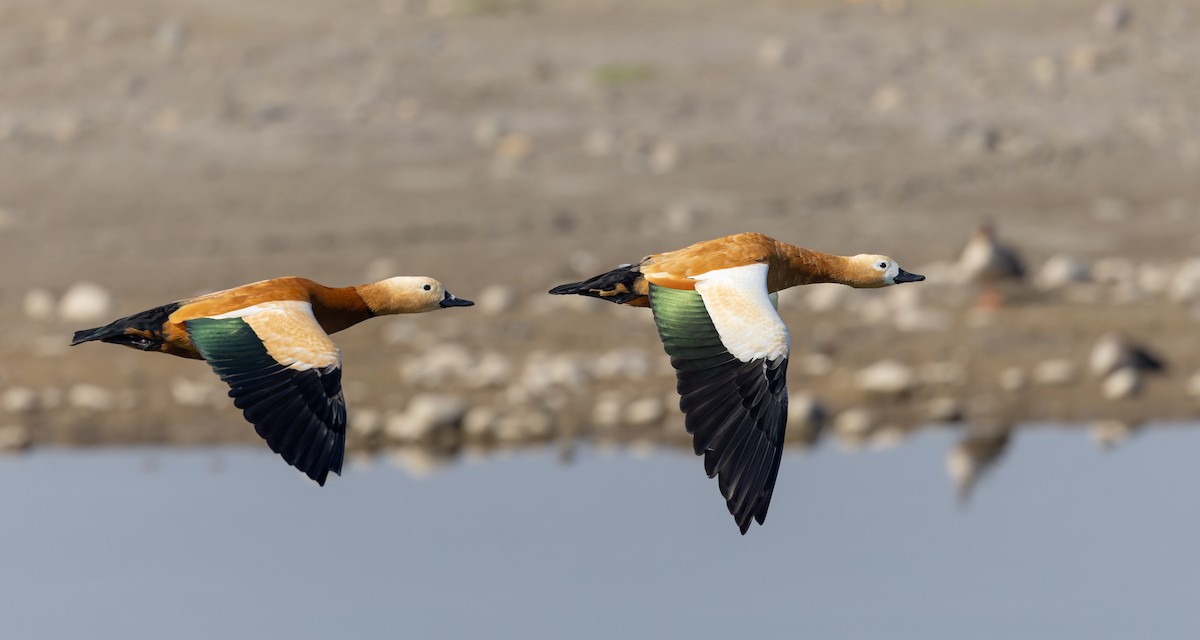 Ruddy Shelduck - ML616911088