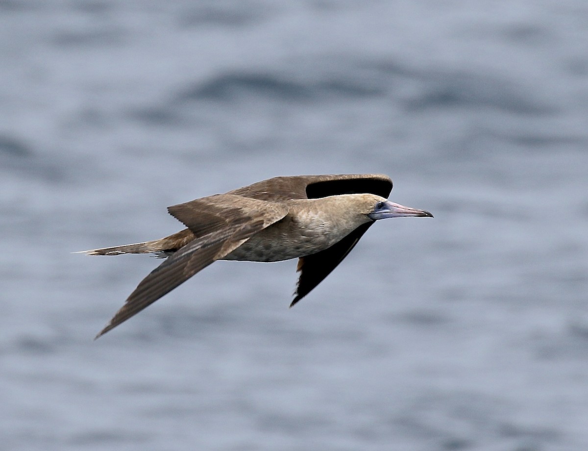 Red-footed Booby - ML616911113