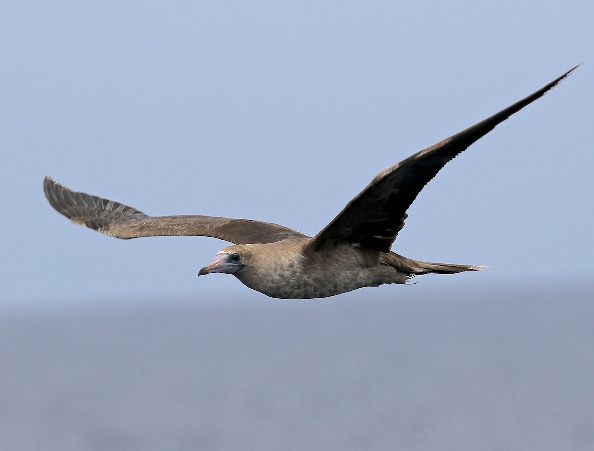 Red-footed Booby - ML616911114