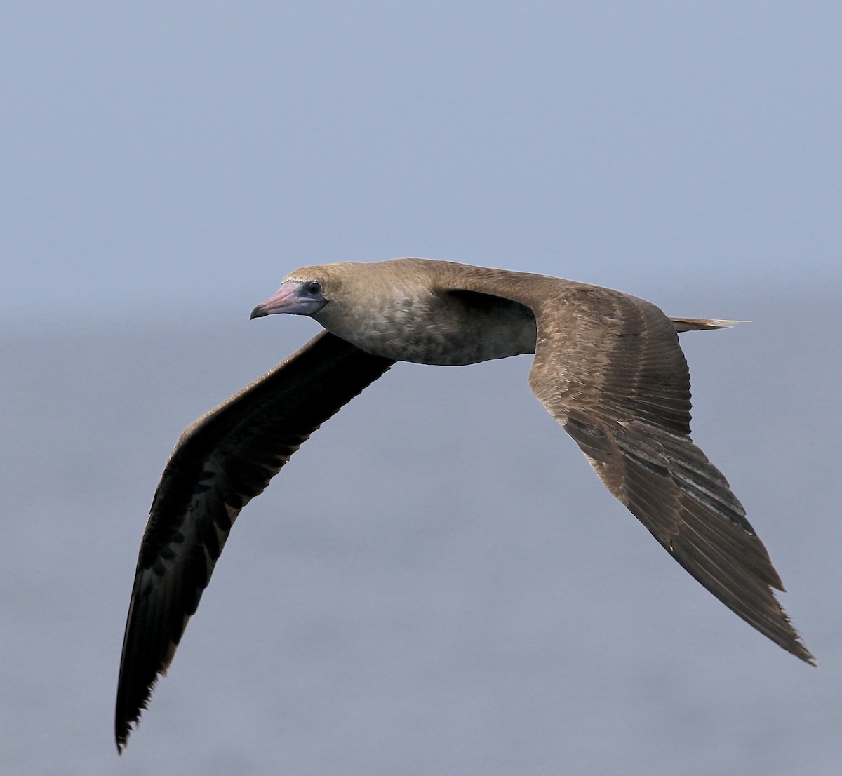 Red-footed Booby - ML616911115