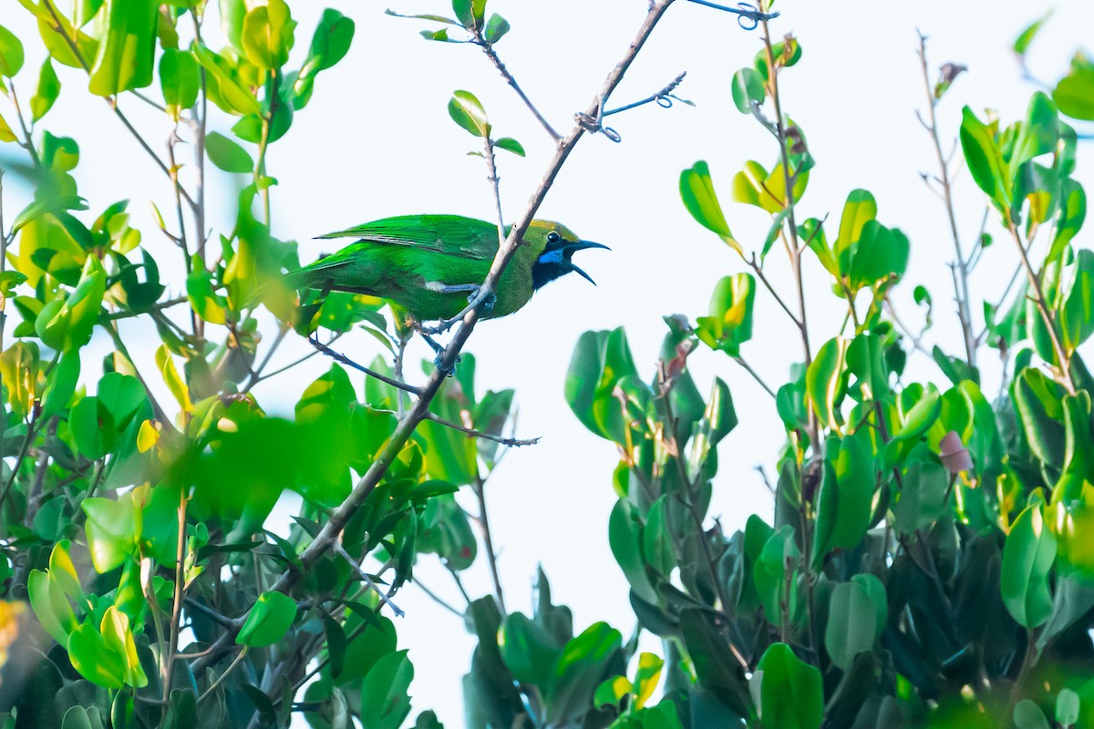 Jerdon's Leafbird - ML616911119