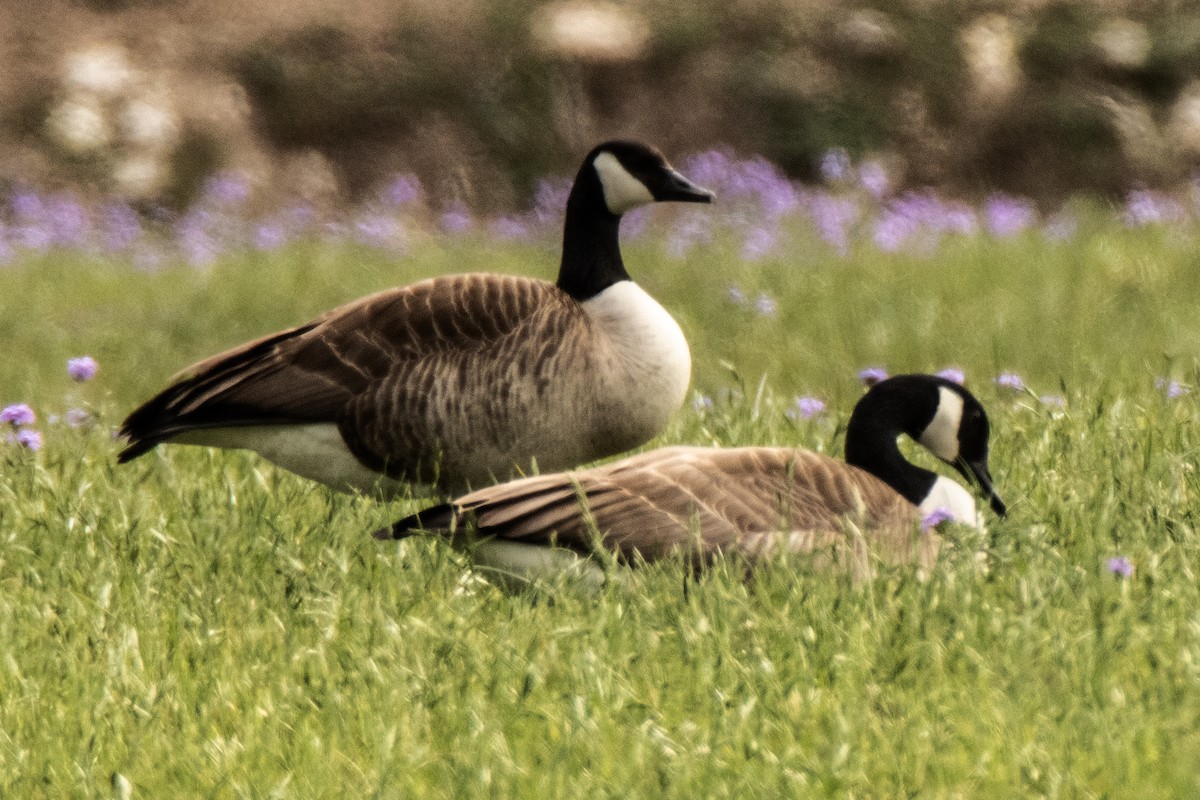 Canada Goose - ML616911128