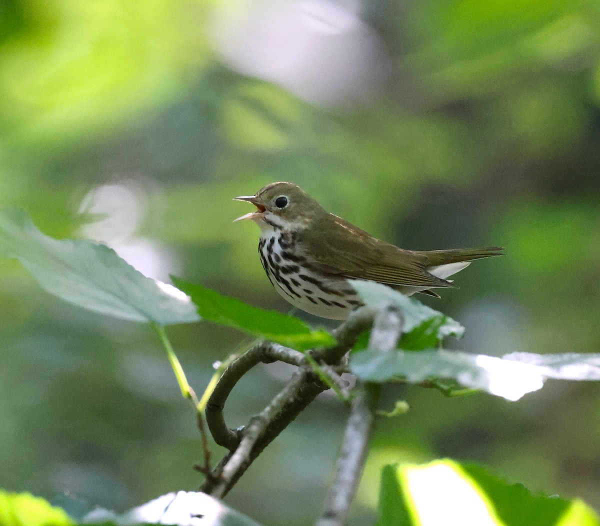 Ovenbird - ML616911131