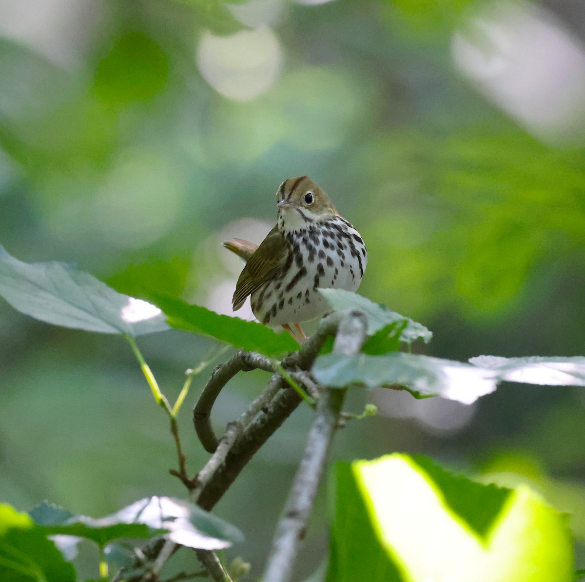 Ovenbird - ML616911138