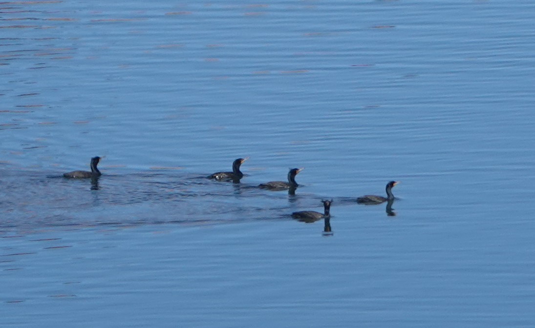 Cormoran à aigrettes - ML616911198