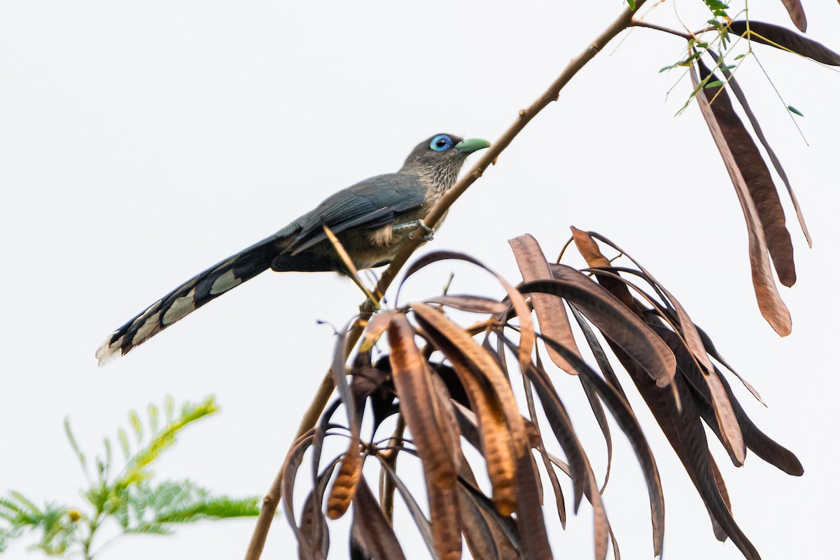 Blue-faced Malkoha - ML616911211