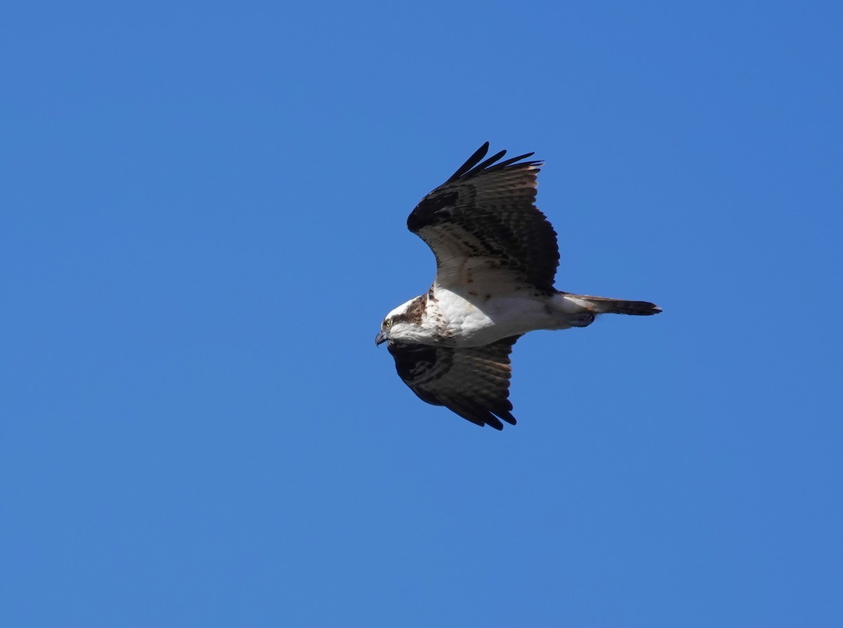 Balbuzard pêcheur - ML616911233