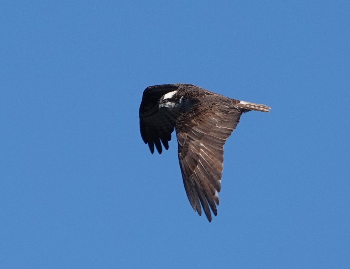 Balbuzard pêcheur - ML616911242