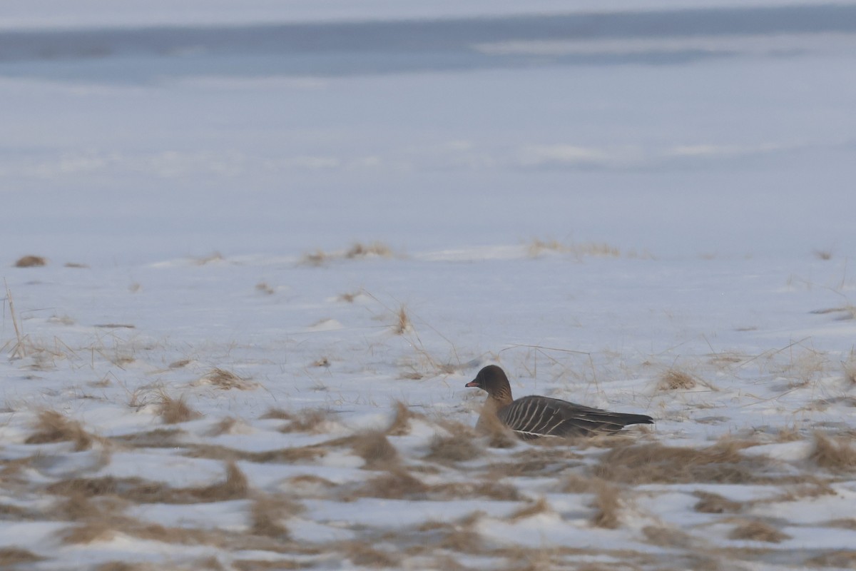 Pink-footed Goose - ML616911250