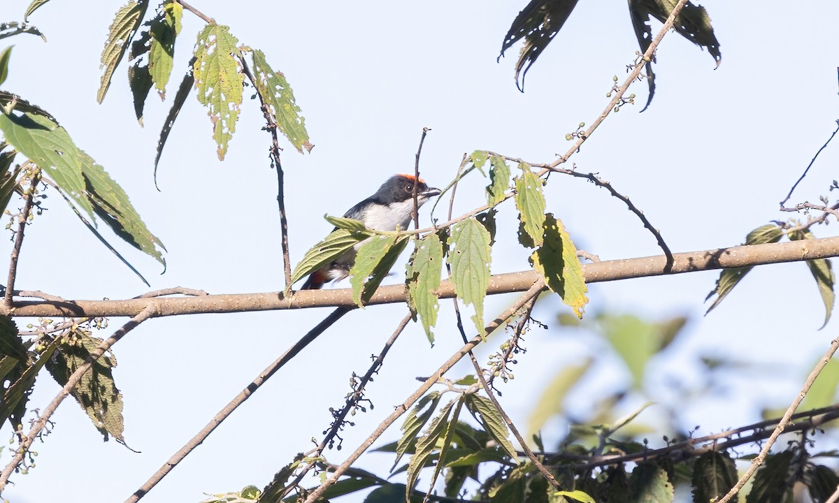 Flame-crowned Flowerpecker - ML616911299