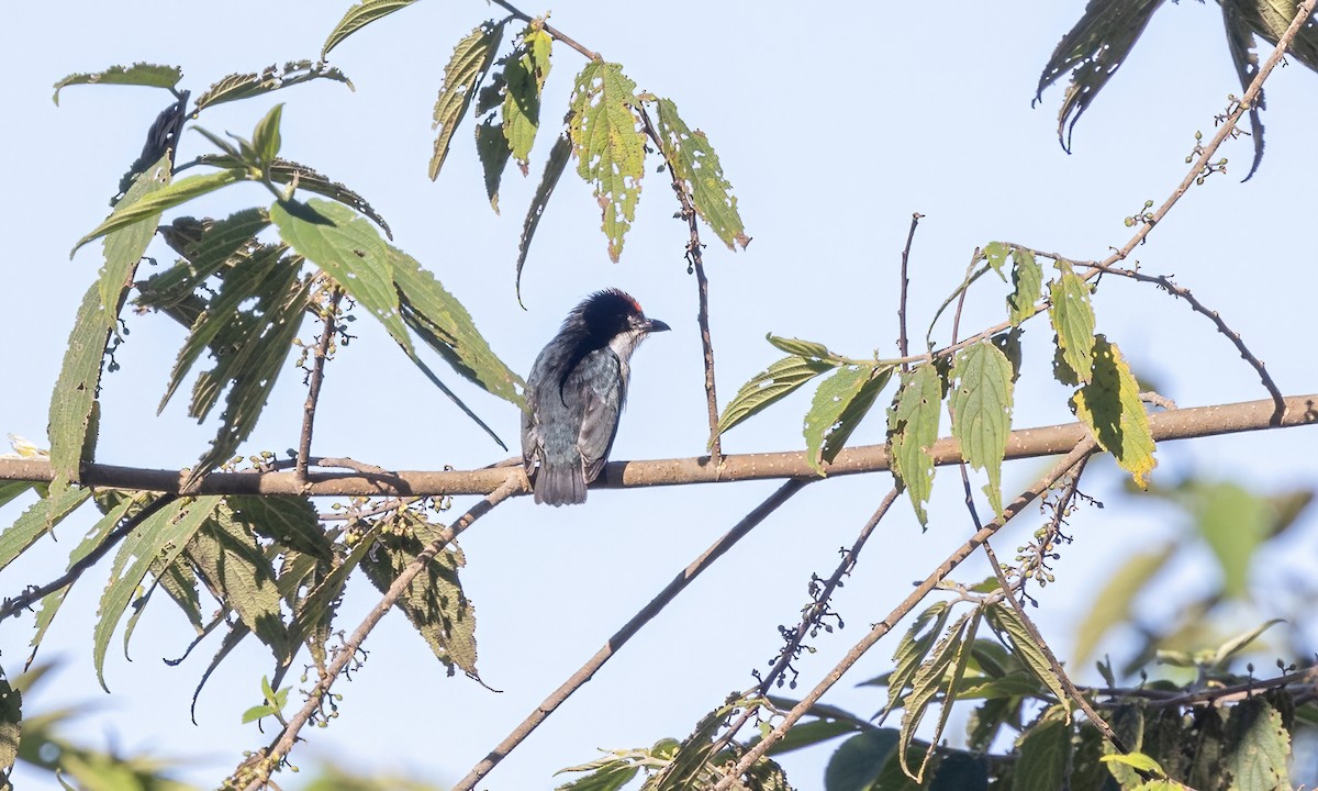 Flame-crowned Flowerpecker - ML616911300