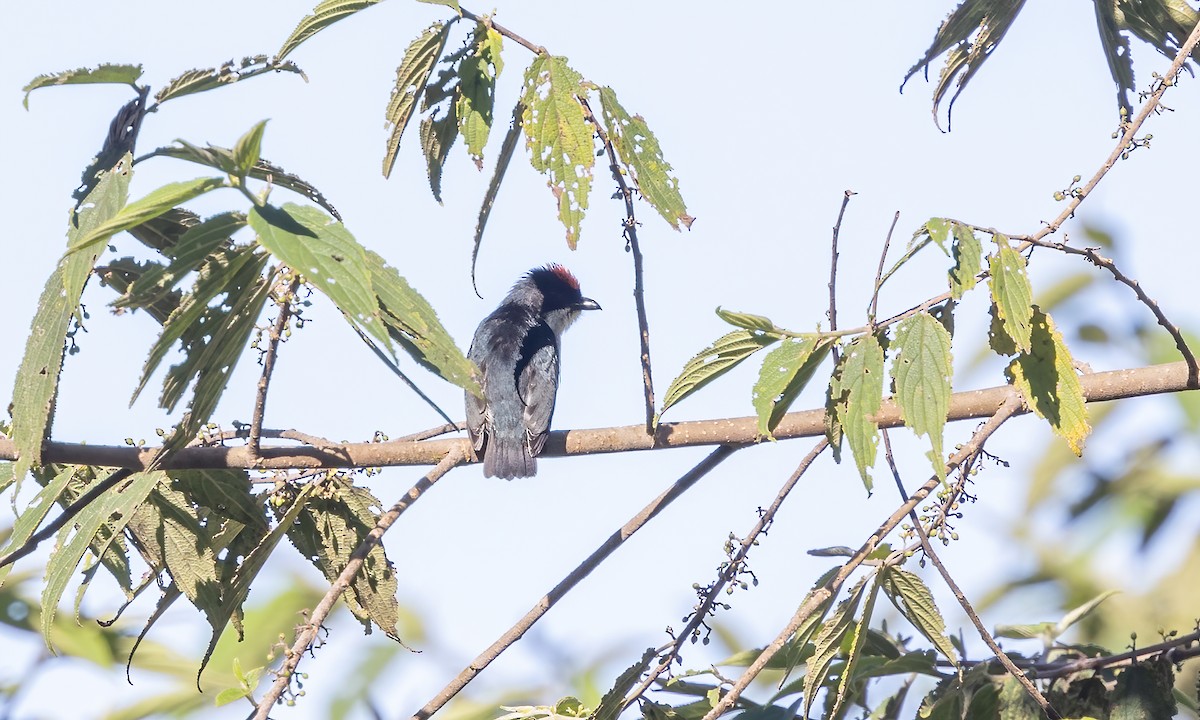 Flame-crowned Flowerpecker - ML616911301