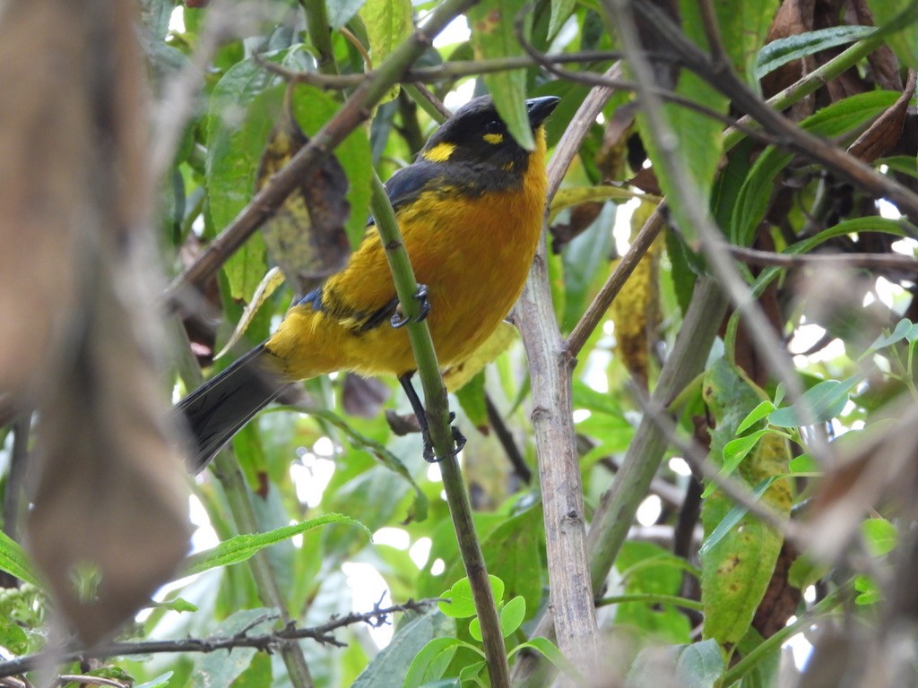 Lacrimose Mountain Tanager - Danilo Góngora