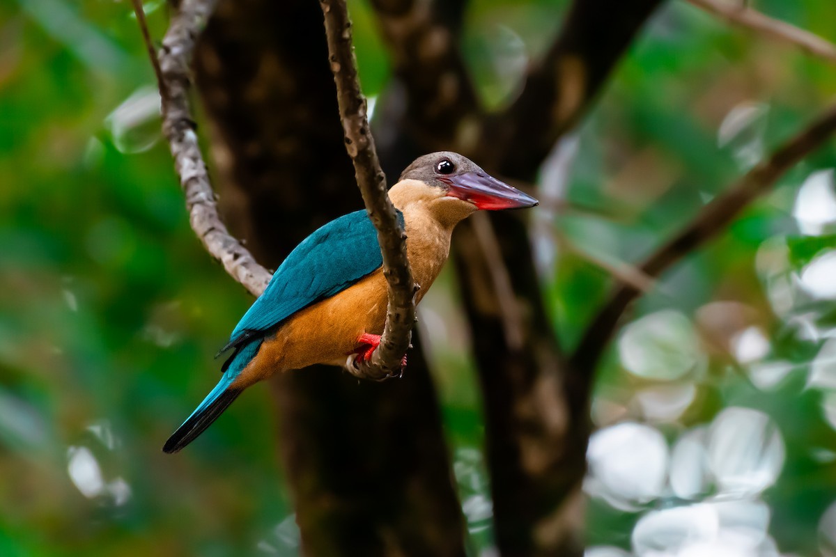 Stork-billed Kingfisher - ML616911320