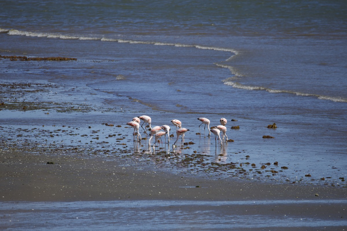 Chilean Flamingo - ML616911339