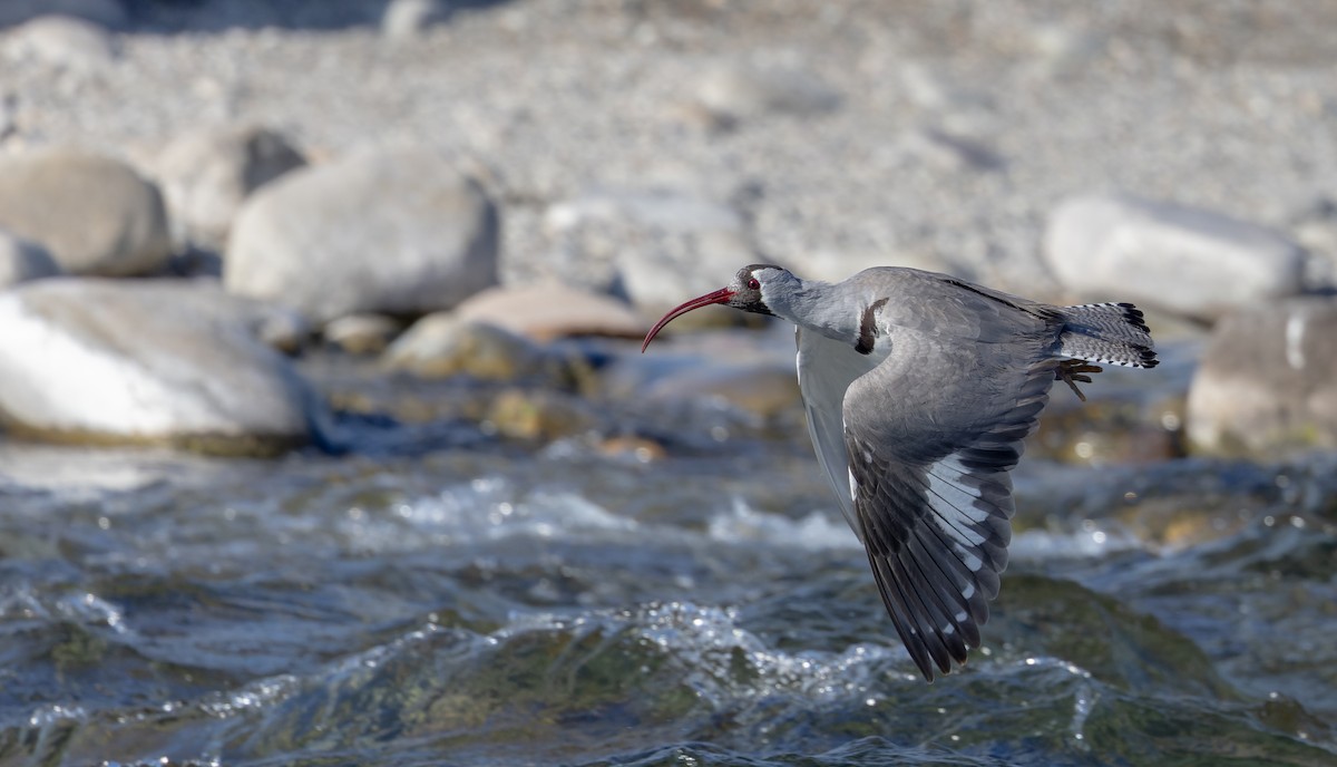 Bec-d'ibis tibétain - ML616911347