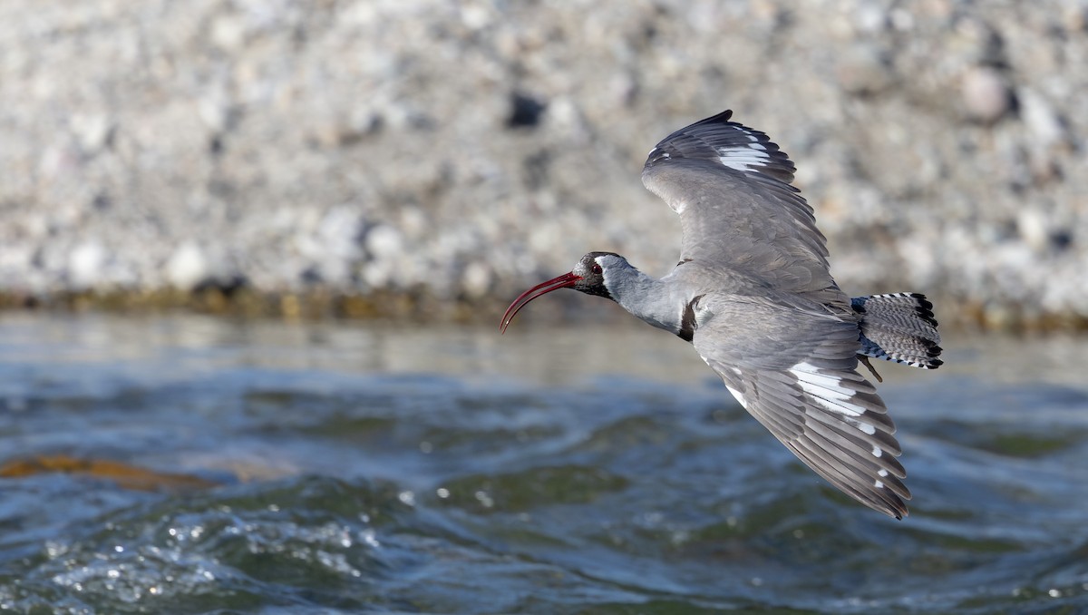 Bec-d'ibis tibétain - ML616911348