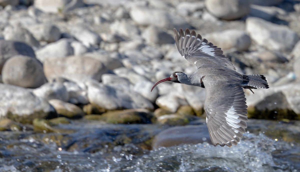 Bec-d'ibis tibétain - ML616911349
