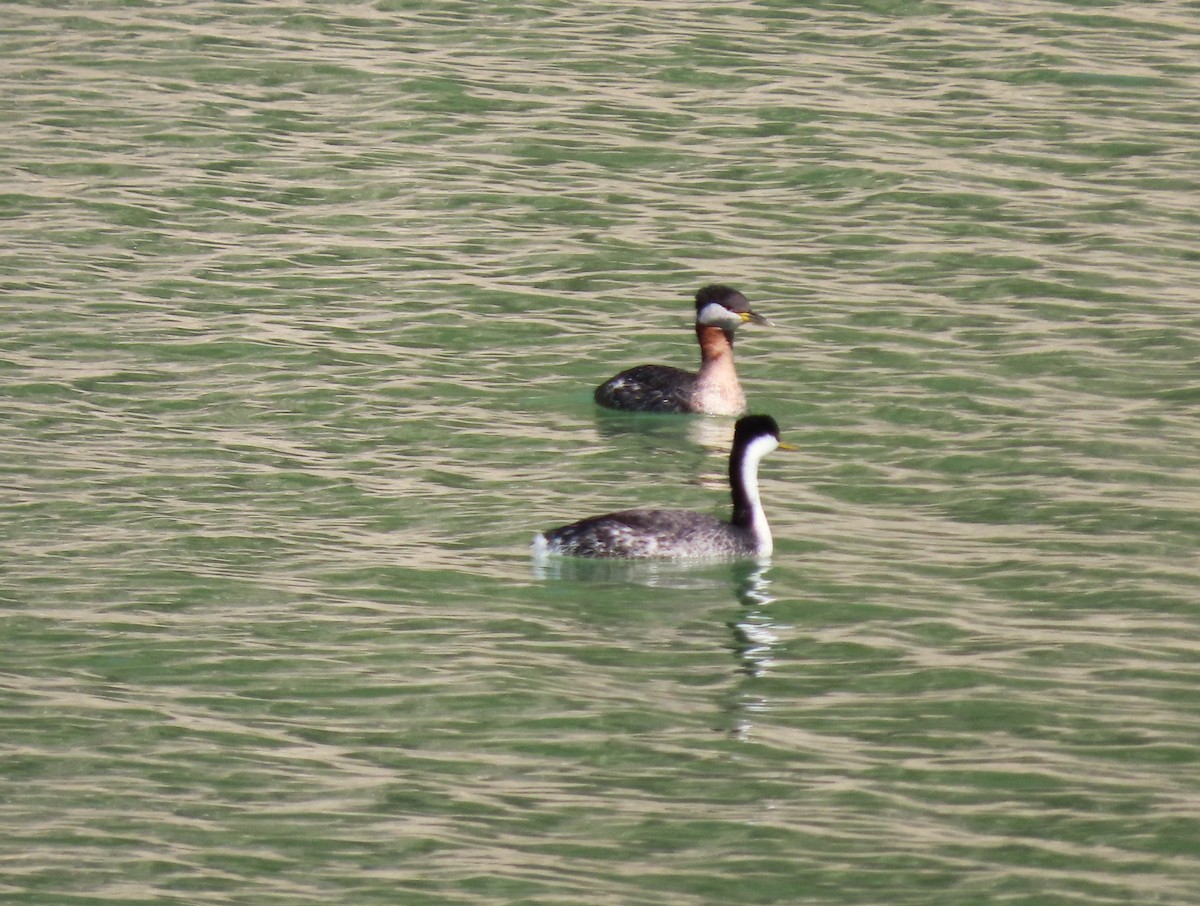 Red-necked Grebe - ML616911357