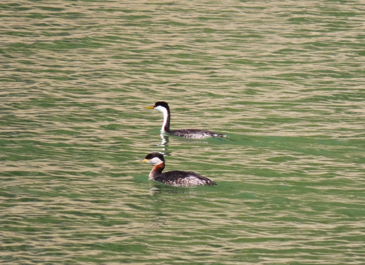 赤頸鸊鷉 - ML616911358