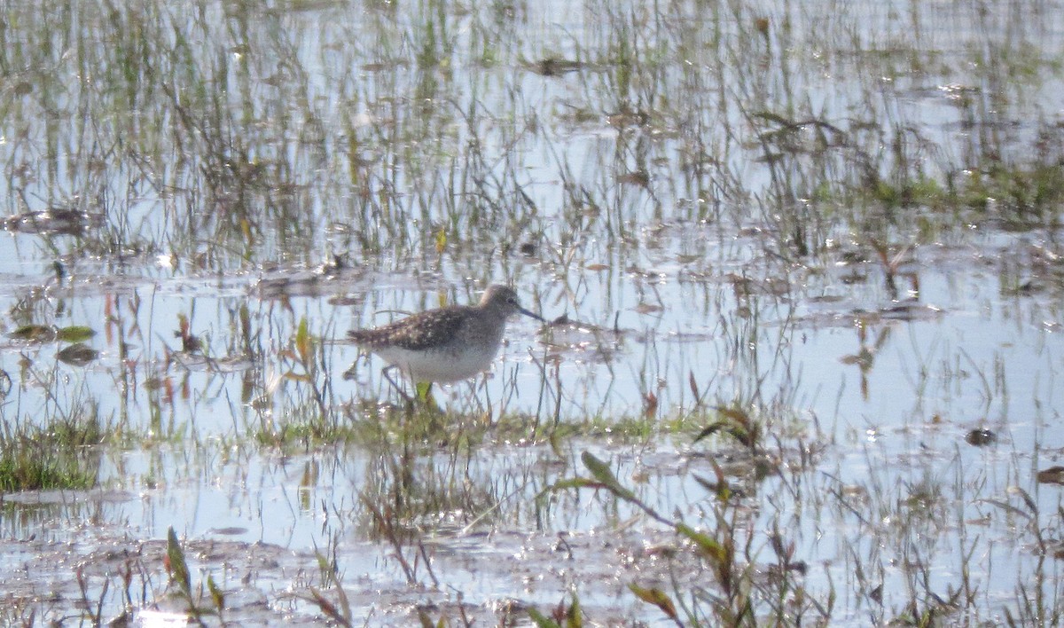 Wood Sandpiper - Jonathan Farooqi