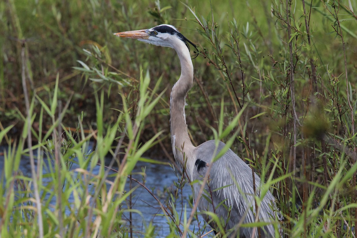 Great Blue Heron (Great Blue) - ML616911374