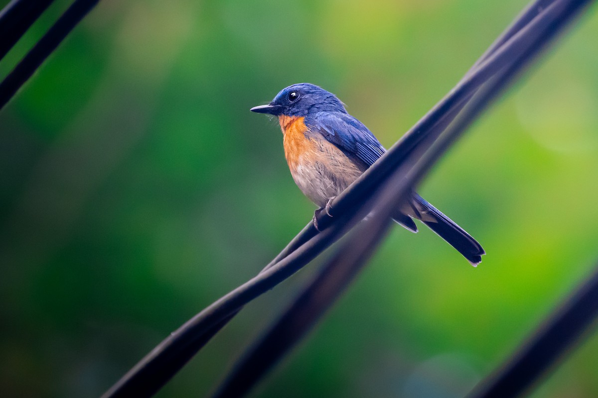 Tickell's Blue Flycatcher - ML616911391