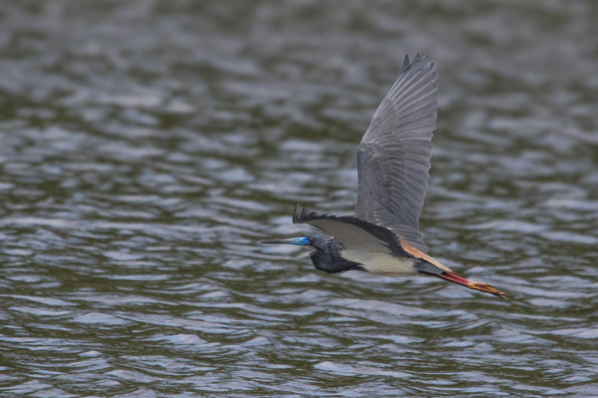 Tricolored Heron - ML616911410