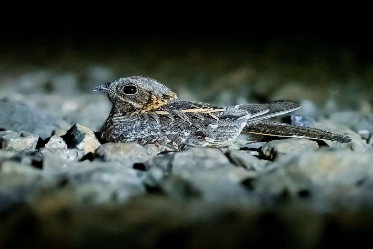 Indian Nightjar - Lukáš  Brezniak