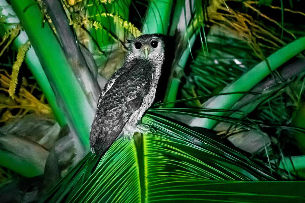 Spot-bellied Eagle-Owl - ML616911490