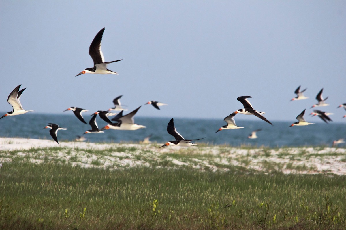 Black Skimmer (niger) - ML616911530