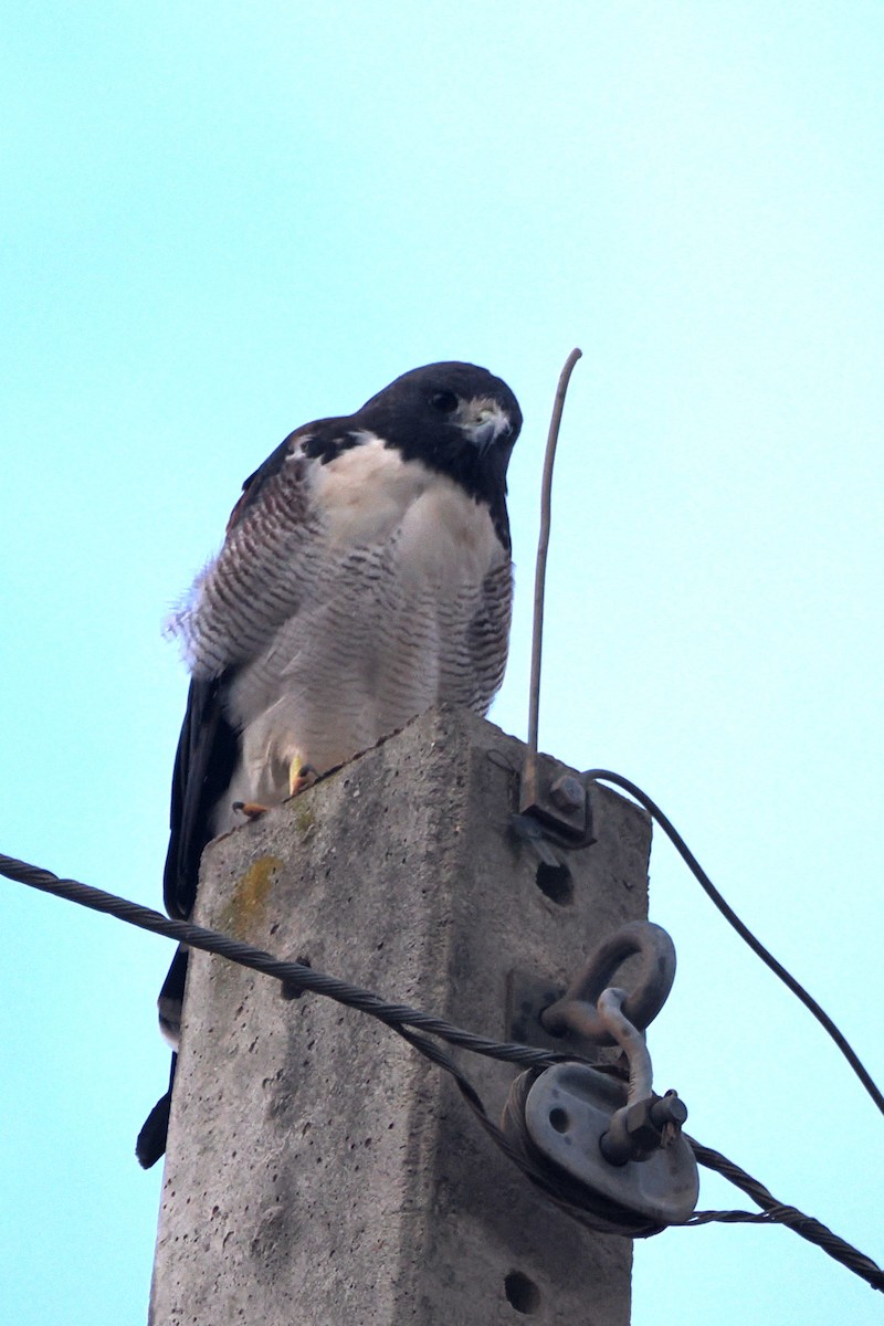 White-tailed Hawk - ML616911539