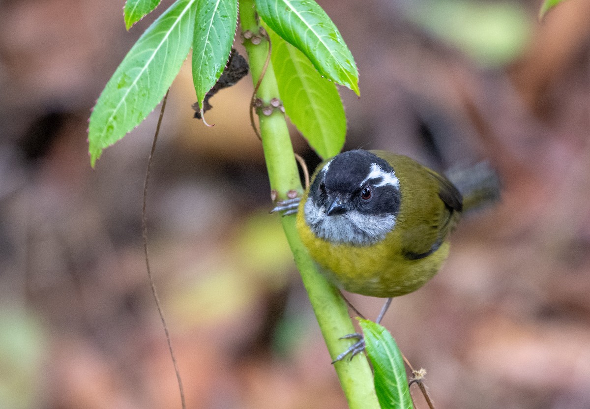 Sooty-capped Chlorospingus - ML616911594